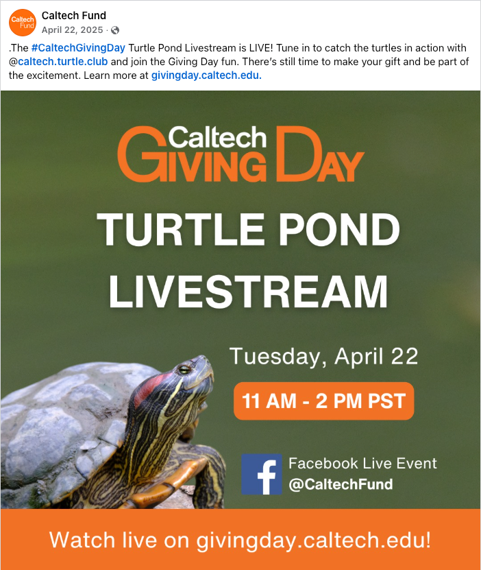 Cal-tech-turtle-live-stream
